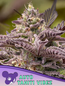 Anesia Seeds Tahiti Vibez AUTO