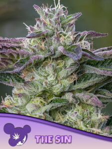 Anesia Seeds The Sin