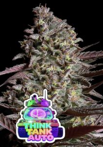 Anesia Seeds Think Tank AUTO