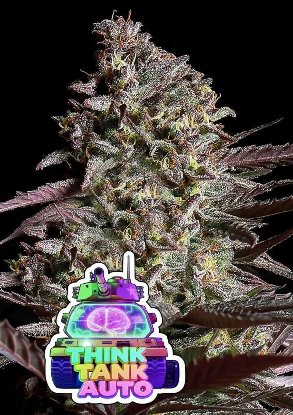 Anesia Seeds Think Tank AUTO
