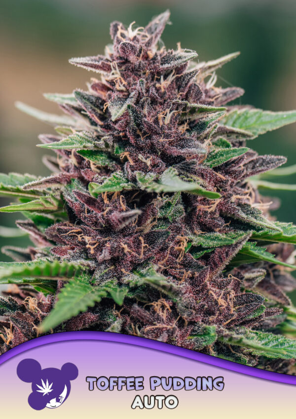 Anesia Seeds Toffee Pudding AUTO