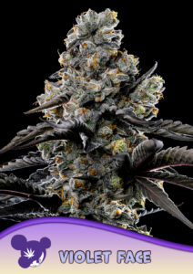 Anesia Seeds Violet Face