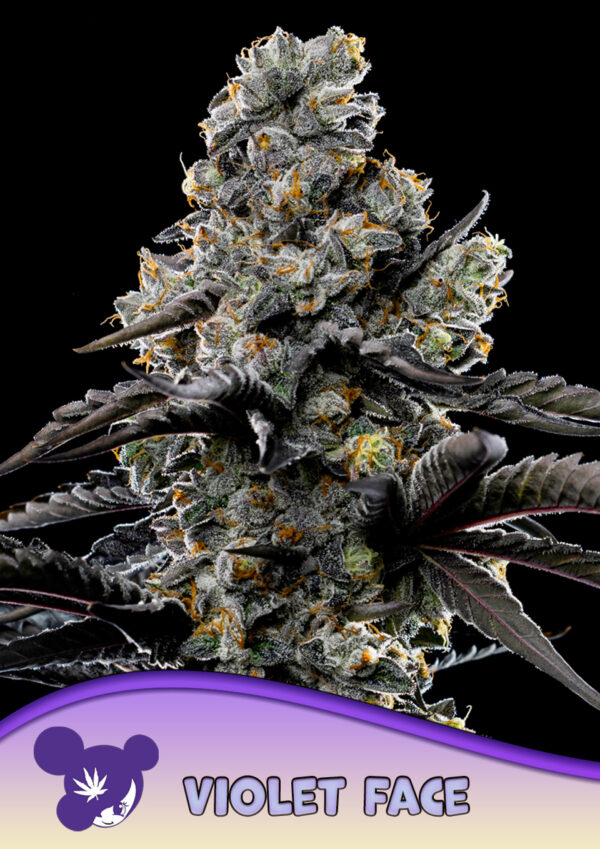 Anesia Seeds Violet Face