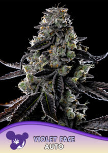 Anesia Seeds Violet Face AUTO