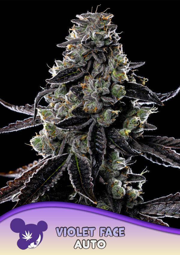 Anesia Seeds Violet Face AUTO