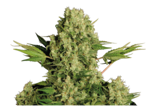 Serious Seeds White Russian