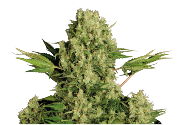 Serious Seeds White Russian