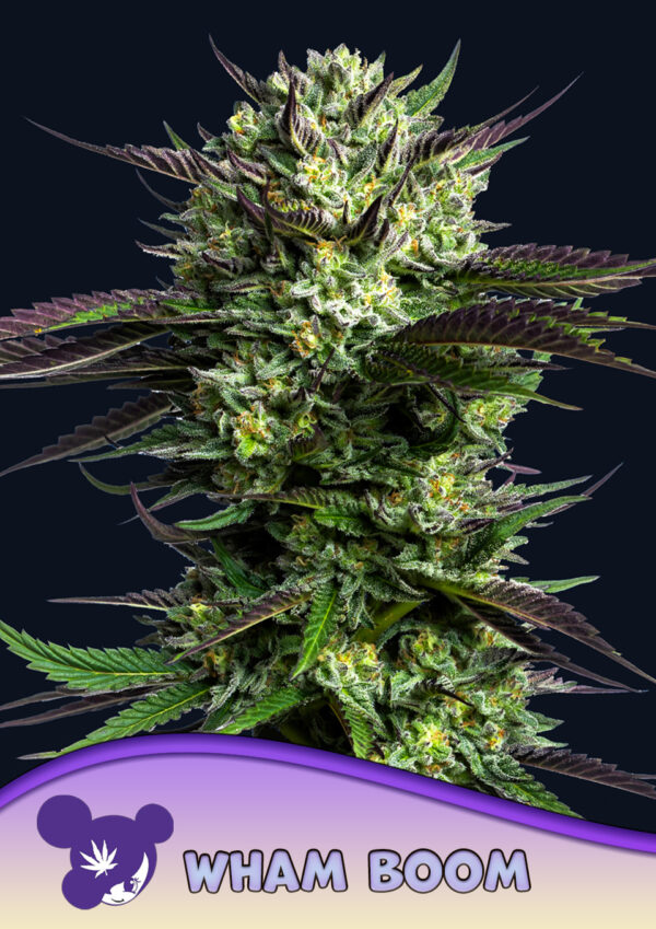 Anesia Seeds Wham Boom