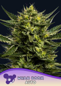 Anesia Seeds Wham Boom AUTO