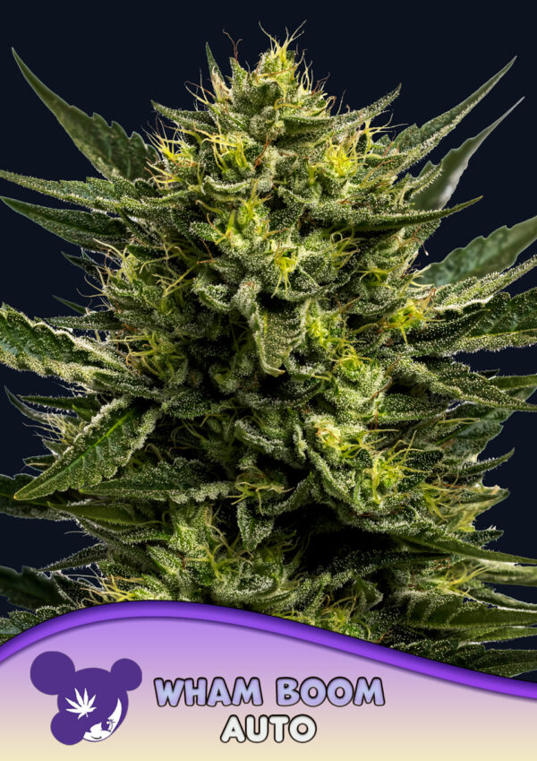 Anesia Seeds Wham Boom AUTO
