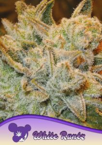 Anesia Seeds White Runtz