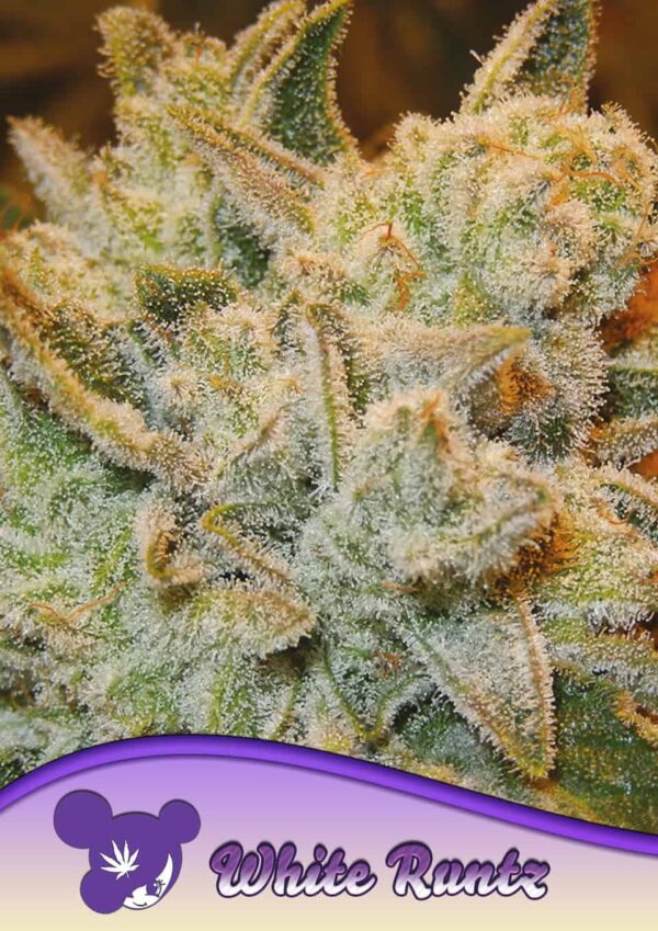 Anesia Seeds White Runtz