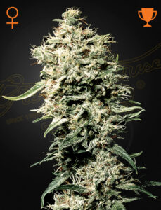 Green House Seeds White Rhino