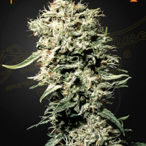 Green House Seeds White Rhino