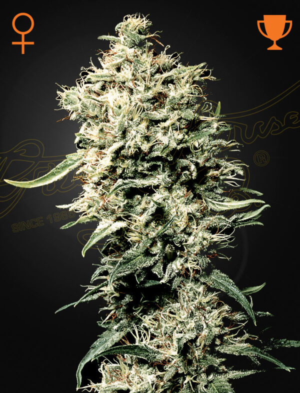 Green House Seeds White Rhino