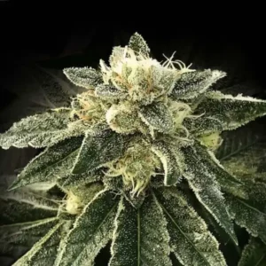 DNA Genetics White Chocolope