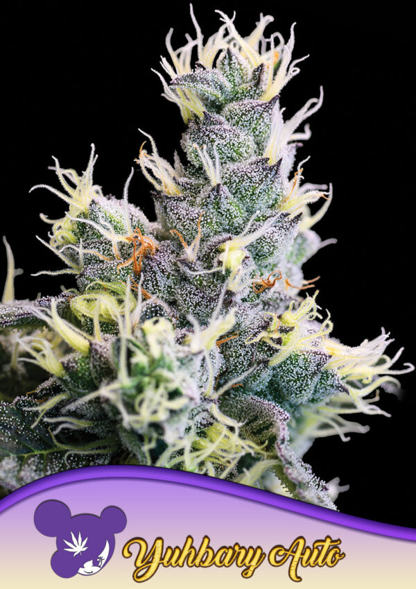 Anesia Seeds AUTO Yuhbary