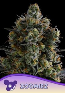 Anesia Seeds Zoomiez