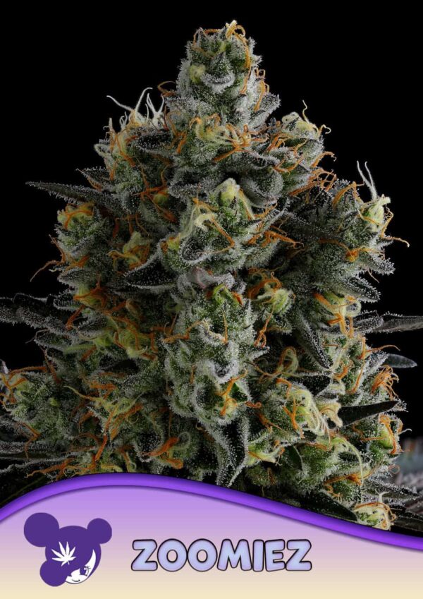 Anesia Seeds Zoomiez
