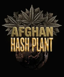 Barneys Farm Afghan Hash Plant AUTO