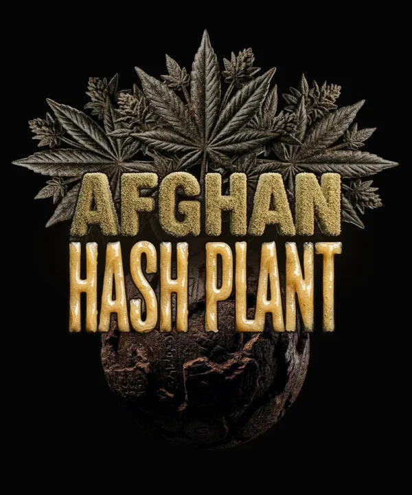 Barneys Farm Afghan Hash Plant AUTO