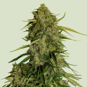 Royal Queen Seeds Atlas F1 CBD