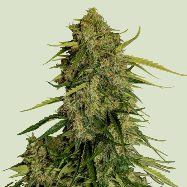 Royal Queen Seeds Atlas F1 CBD
