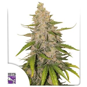 Super Sativa Seed Club Auto Purple OG Punch