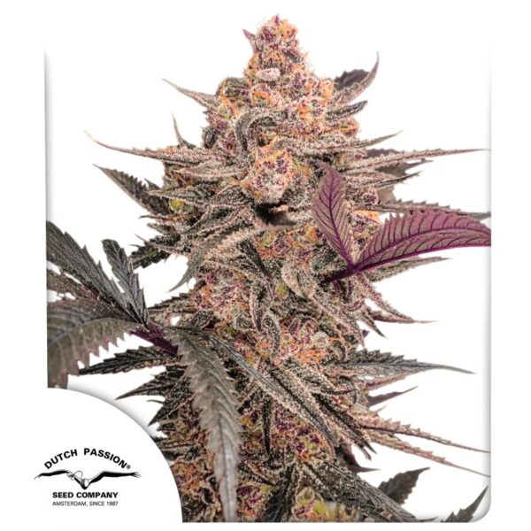 Dutch Passion Blue Applez