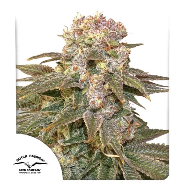 Dutch Passion C-Vibez