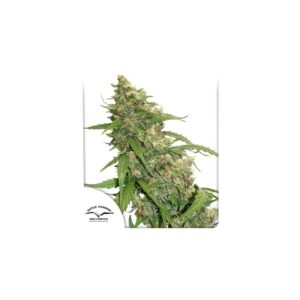 Dutch Passion CBD AUTO Compassion Lime