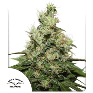 Dutch Passion CBD Kush