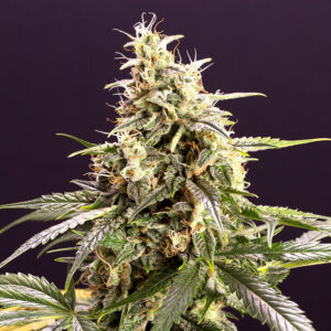 Humboldt Seed Organization Chem-Bomb AUTO