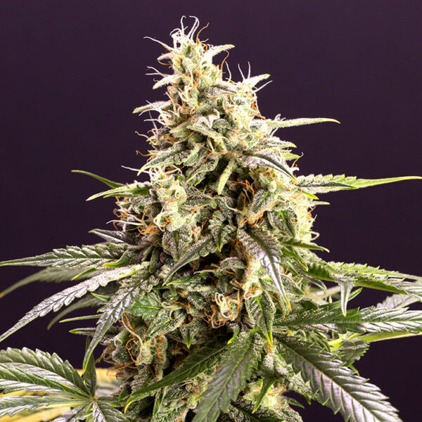 Humboldt Seed Organization Chem-Bomb AUTO