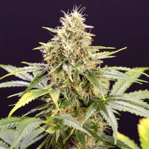 Humboldt Seed Organization Chocolate Mint OG AUTO