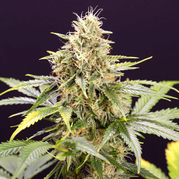 Humboldt Seed Organization Chocolate Mint OG AUTO