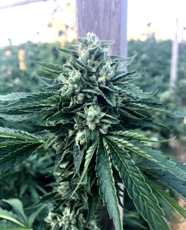 Humboldt Seed Organization Cinnamon Buddha OG