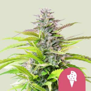 Royal Queen Seeds Cookies Gelato Usa Premium