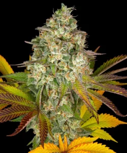 Barneys Farm Cookies Kush AUTO