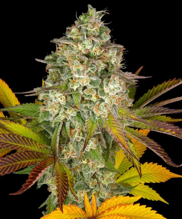 Barneys Farm Cookies Kush AUTO