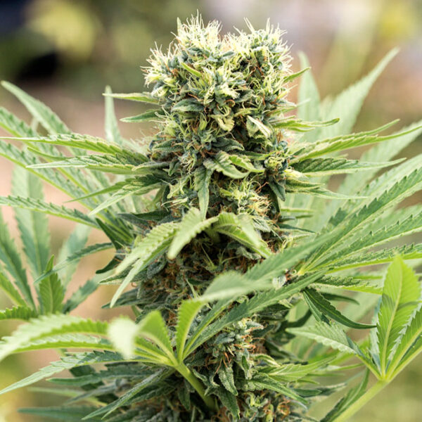 Humboldt Seed Organization Dedoverde Haze