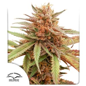 Dutch Passion Durban Dew