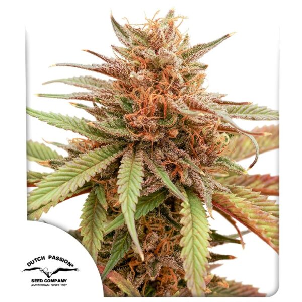 Dutch Passion Durban Dew