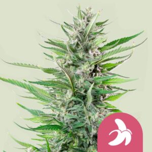 Royal Queen Seeds Fat Banana Usa Premium