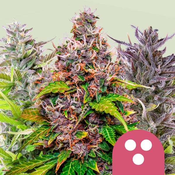 Royal Queen Seeds Feminized Mix