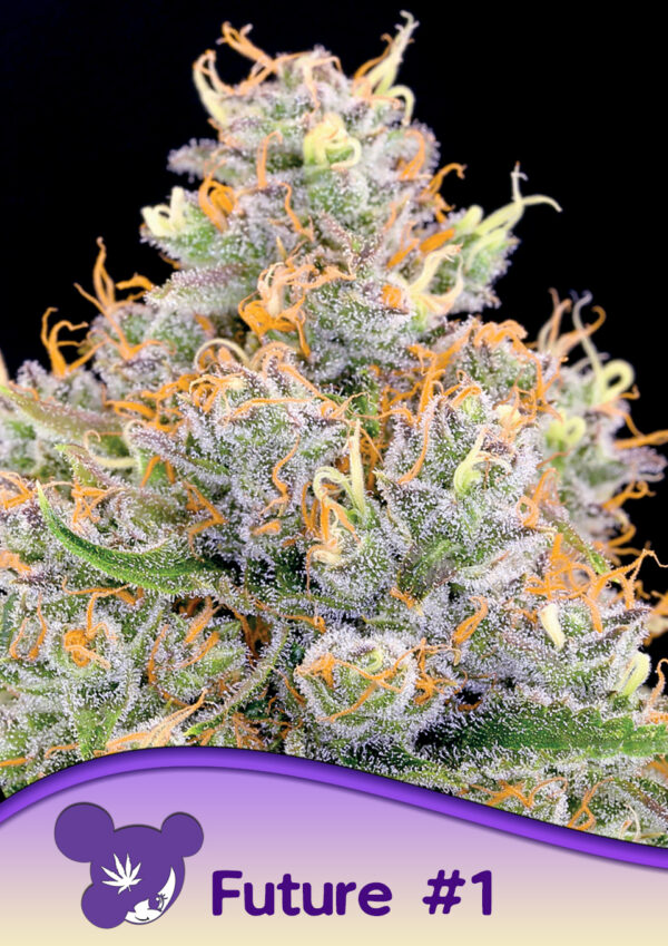 Anesia Seeds Future #1