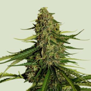 Royal Queen Seeds Gaia F1 AUTO