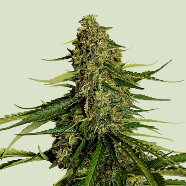 Royal Queen Seeds Gaia F1 AUTO