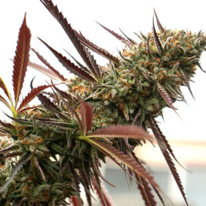 Humboldt Seed Organization Ghost of Nyc