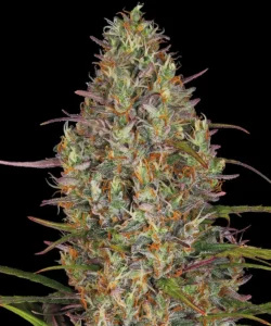 Barneys Farm Glue Gelato Auto